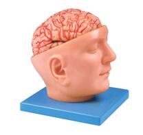 HUG/A6077 - Model mózgu z tętnicami