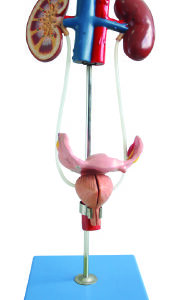 HUG/A14002 – żeński układ moczowy