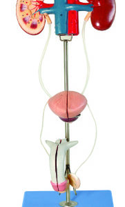 HUG/A14003 – męski układ moczowy