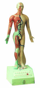 HUG/C00002 – manekin do czternasto kanałowej akupunktury elektrycznej