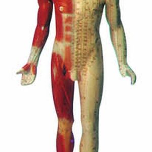 HUG/C00003 – czternastokanałowy manekin do nauki akupunktury