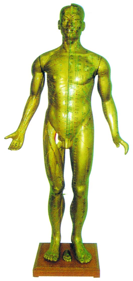 HUG/C00007(C00008) - manekin treningowy (akupunktura)