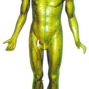 HUG/C00007(C00008) – manekin treningowy (akupunktura)