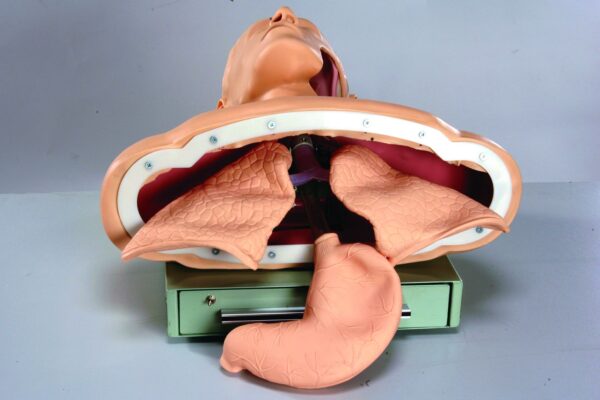 HUG/J50 - symulator intubacji dróg oddechowych