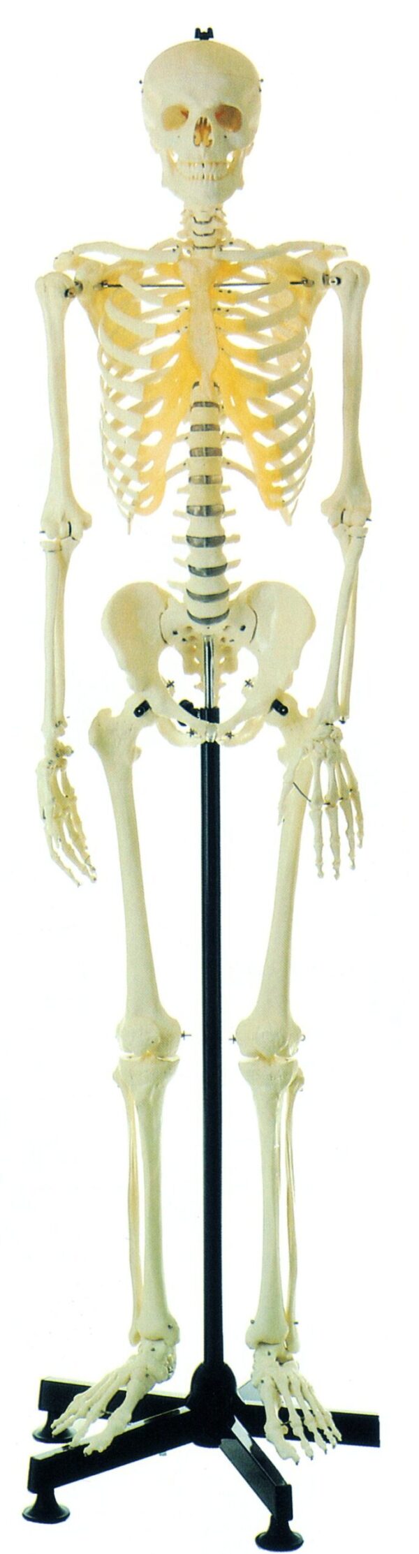 HUG/A11101 - model szkieletu człowieka