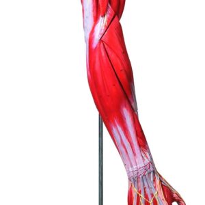 HUG/A11305 – mięśnie ramienia z głównymi naczyniami krwionośnymi i nerwami