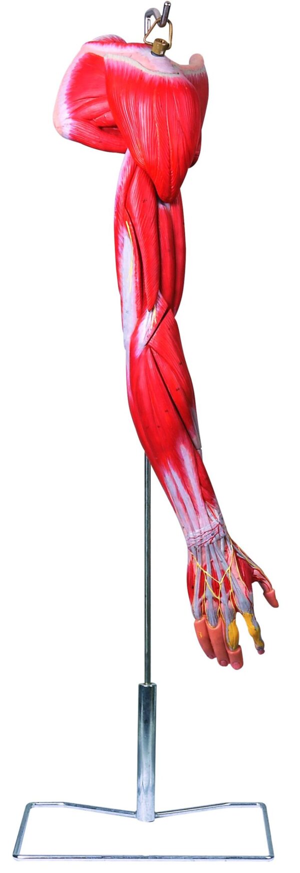 HUG/A11305 - mięśnie ramienia z głównymi naczyniami krwionośnymi i nerwami