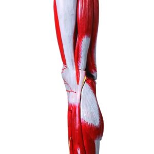 HUG/A11308 – mięśnie nogi z głównymi naczyniami krwionośnymi i nerwami