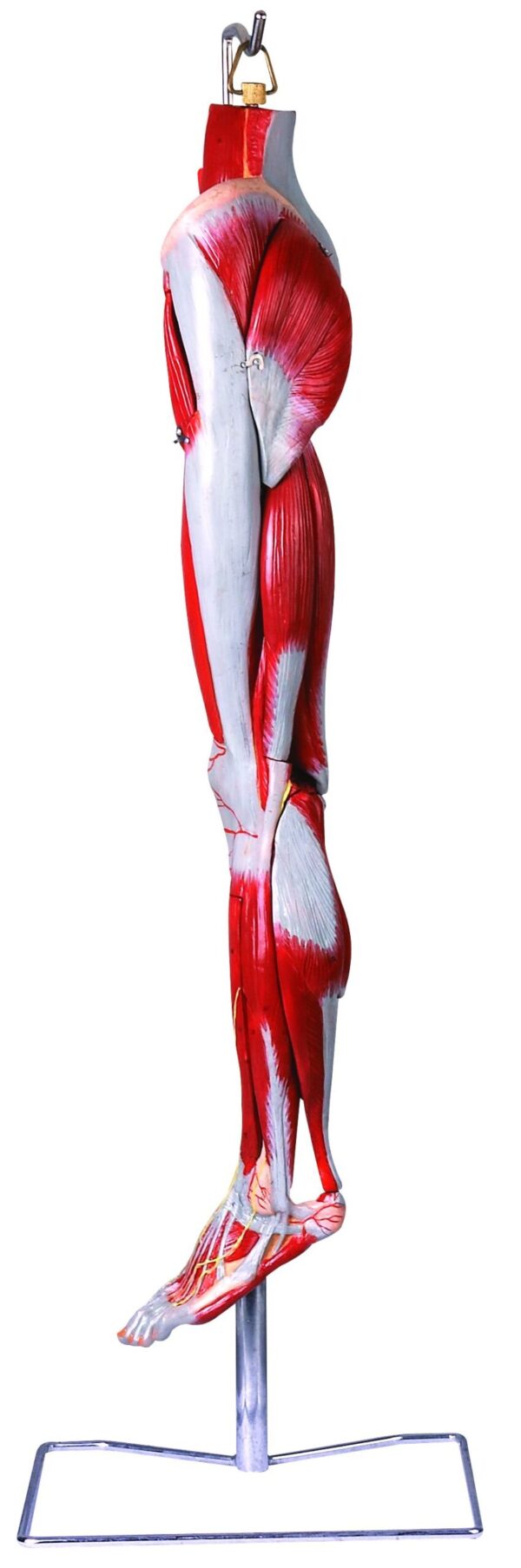 HUG/A11308 - mięśnie nogi z głównymi naczyniami krwionośnymi i nerwami