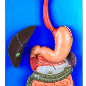 HUG/A12001 – układ pokarmowy