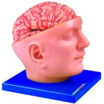 HUG/A6077 - Model mózgu z tętnicami