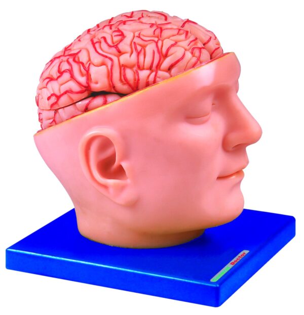 HUG/A6077 - Model mózgu z tętnicami