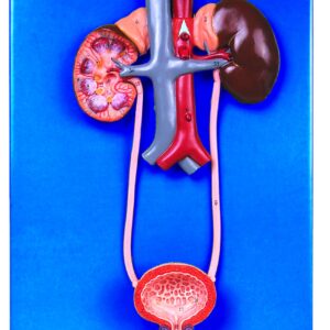 HUG/A14001 – układ moczowy