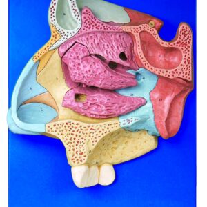 HUG/A13002 – przekrój jamy nosowej