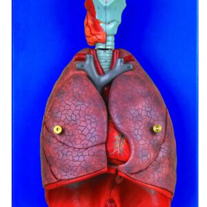 HUG/A13012 – serce, płuca i krtań