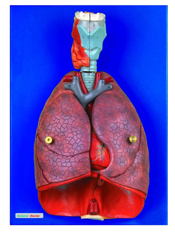 HUG/A13012 - serce, płuca i krtań