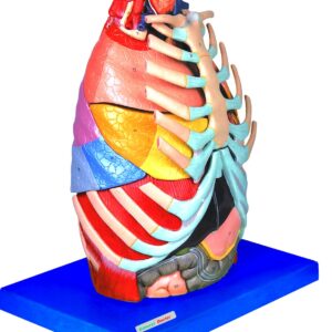 HUG/A13016 – model klatki piersiowej