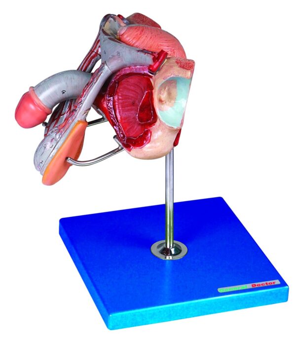 HUG/A15102 - model narządów płciowych męskich