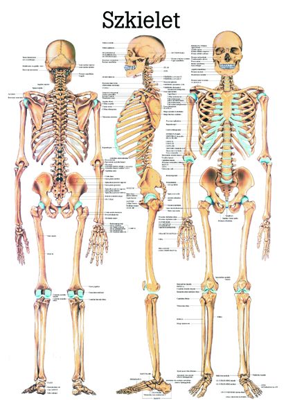 HUG/Plansza - anatomia