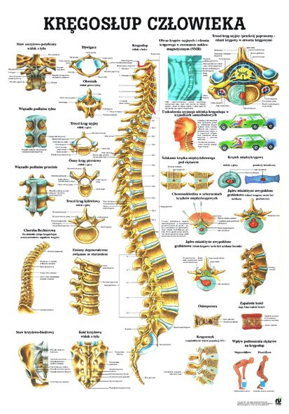 HUG/Plansza - anatomia
