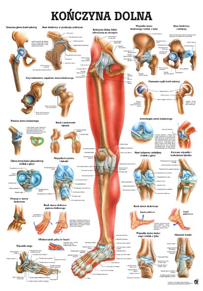 HUG/Plansza - anatomia