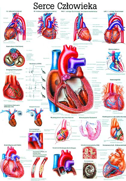HUG/Plansza - anatomia