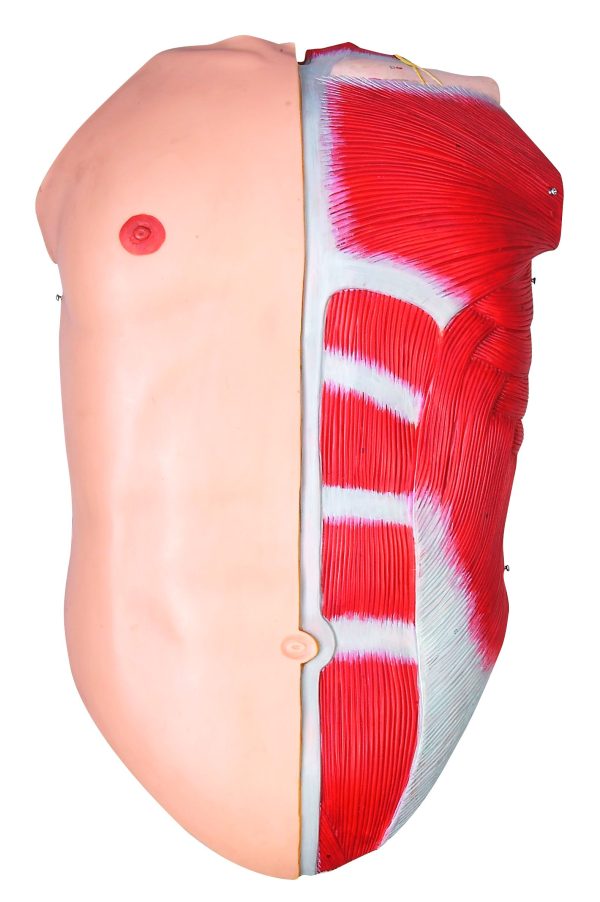 HUG/A10001 (170 cm) - model człowieka z mięśniami i organami wewnętrznymi