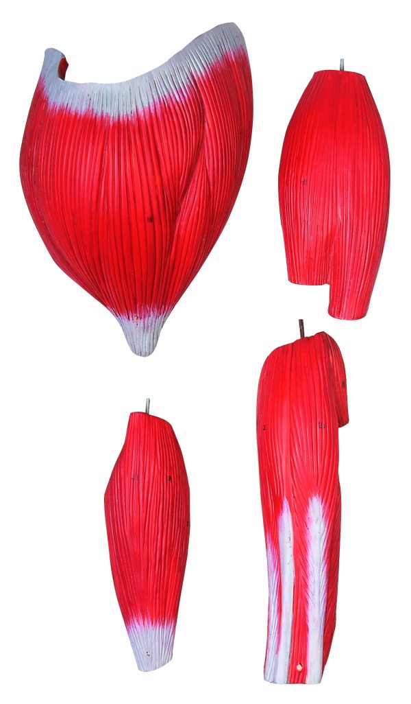 HUG/A10001 (170 cm) - model człowieka z mięśniami i organami wewnętrznymi