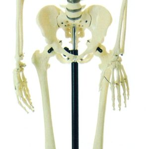 HUG/A11101 – model szkieletu człowieka