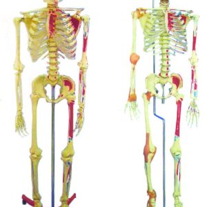 HUG/A11102 – szkielet człowieka z jednostronnie malowanymi mięśniami