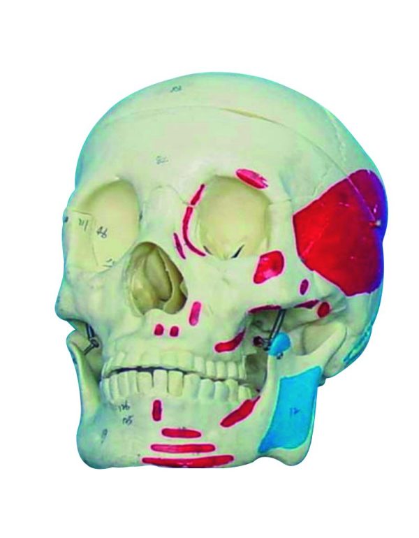 HUG/A11111/2 - czaszka dorosłego człowieka z pomalowanymi mięśniami