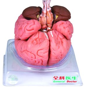 HUG/A18201 – model mózgu