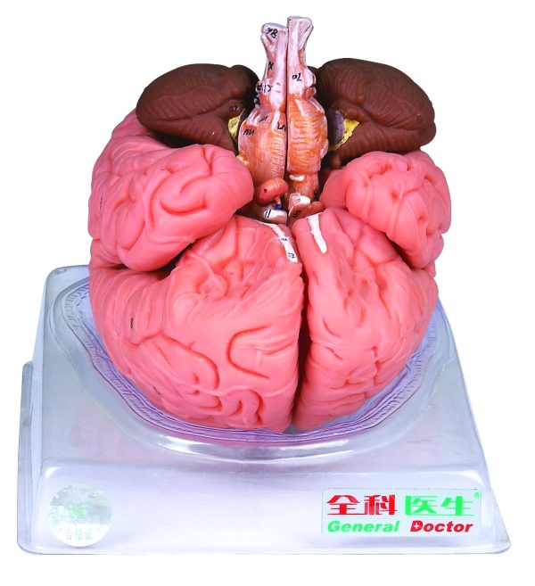HUG/A18201 - model mózgu