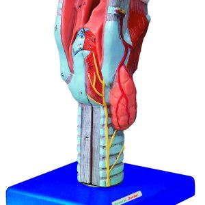 HUG/A13004 – model krtani