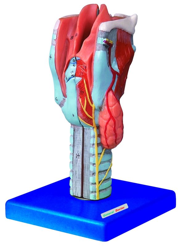 HUG/A13004 - model krtani