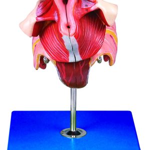 HUG/A15105 – model narządów płciowych żeńskich