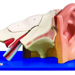 HUG/A17201 – anatomia ucha