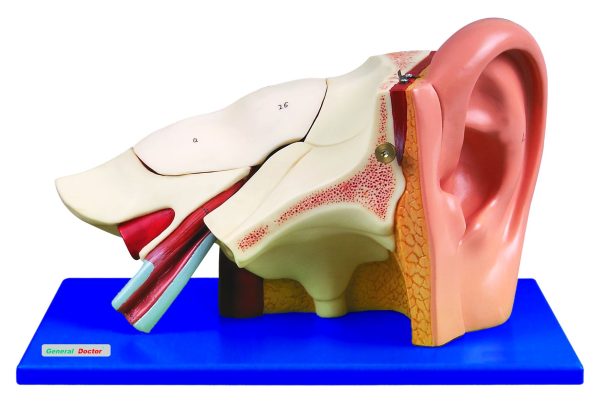 HUG/A17201 - anatomia ucha