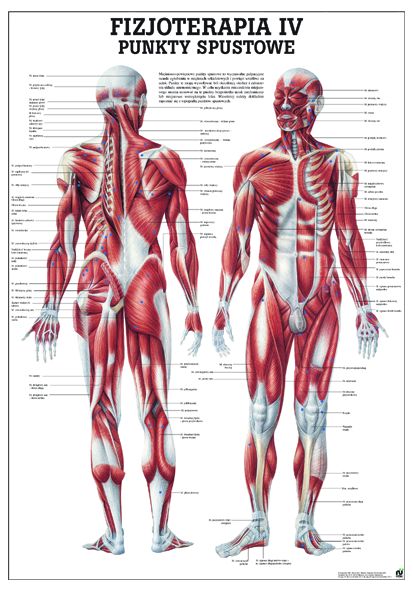HUG/Plansza - anatomia