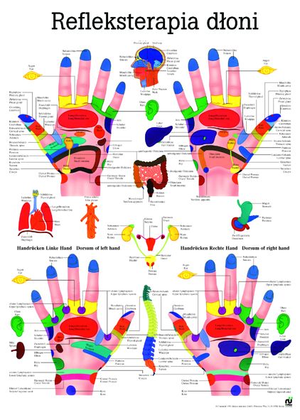 HUG/Plansza - anatomia