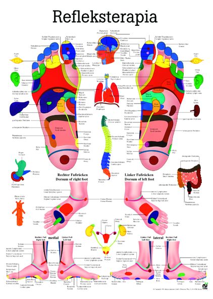 HUG/Plansza - anatomia