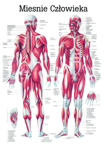 HUG/Plansza - anatomia