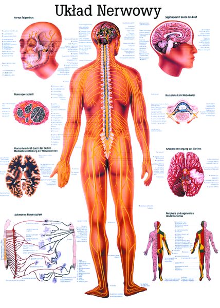 HUG/Plansza - anatomia
