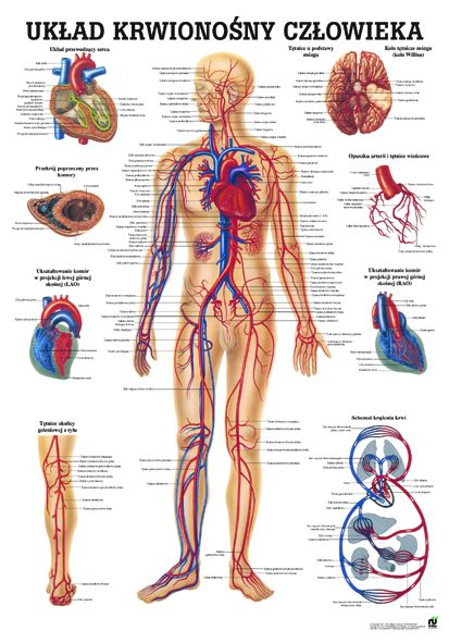 HUG/Plansza - anatomia