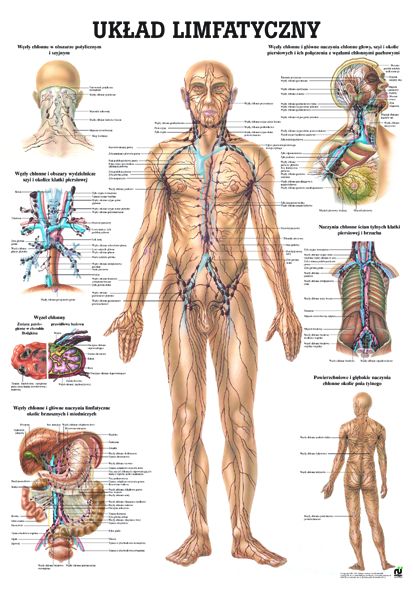 HUG/Plansza - anatomia
