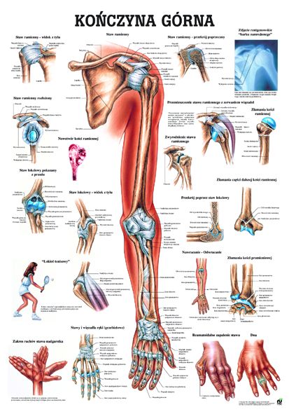 HUG/Plansza - anatomia