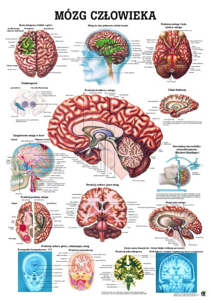 HUG/Plansza - anatomia
