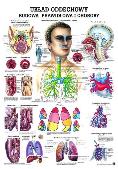 HUG/Plansza - anatomia