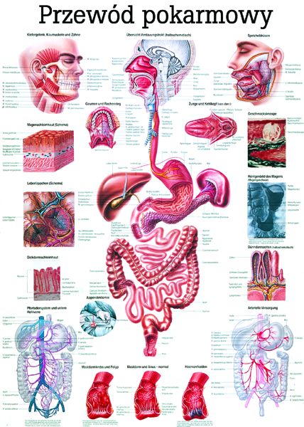 HUG/Plansza - anatomia