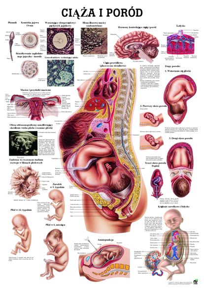 HUG/Plansza - anatomia
